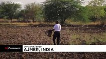 Agricultores tentam afastar praga de gafanhotos
