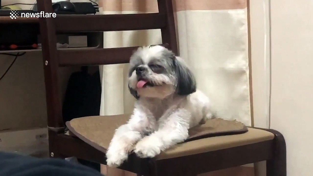 Tired pup can't stop herself from falling asleep