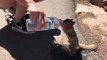 Un écureuil assoiffé demande de l'eau à un touriste au Grand Canyon