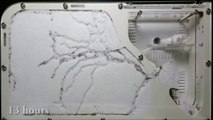 Time lapse impressionnant de fourmis qui font leur nid