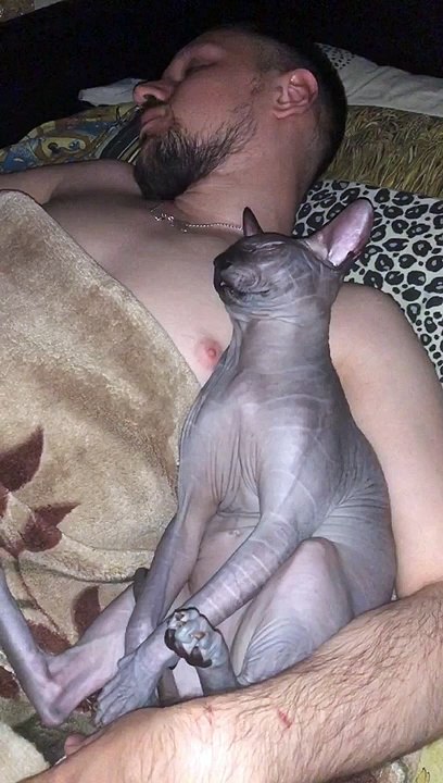 Sphynx Cat and Its Person Sleeping Soundly