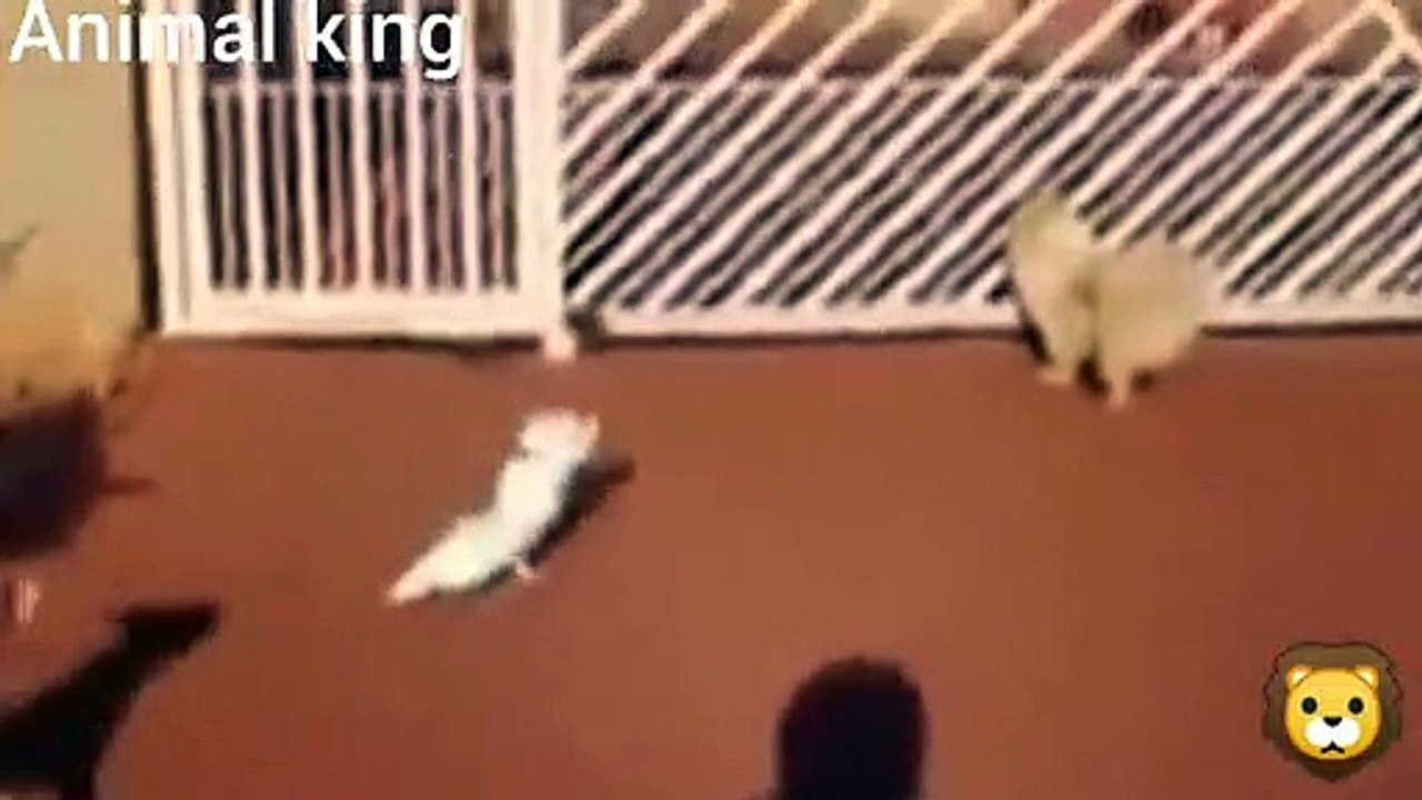 Dog funny