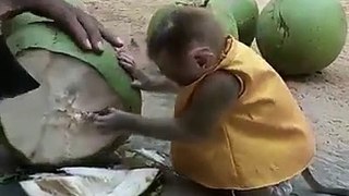 Cute baby monkey loves coconut water