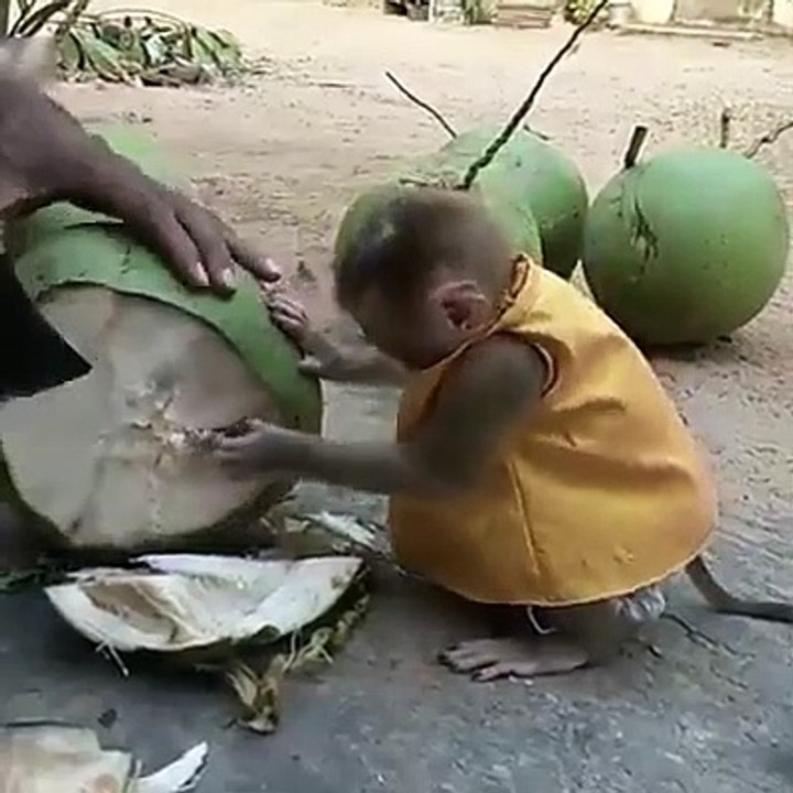 Cute baby monkey loves coconut water
