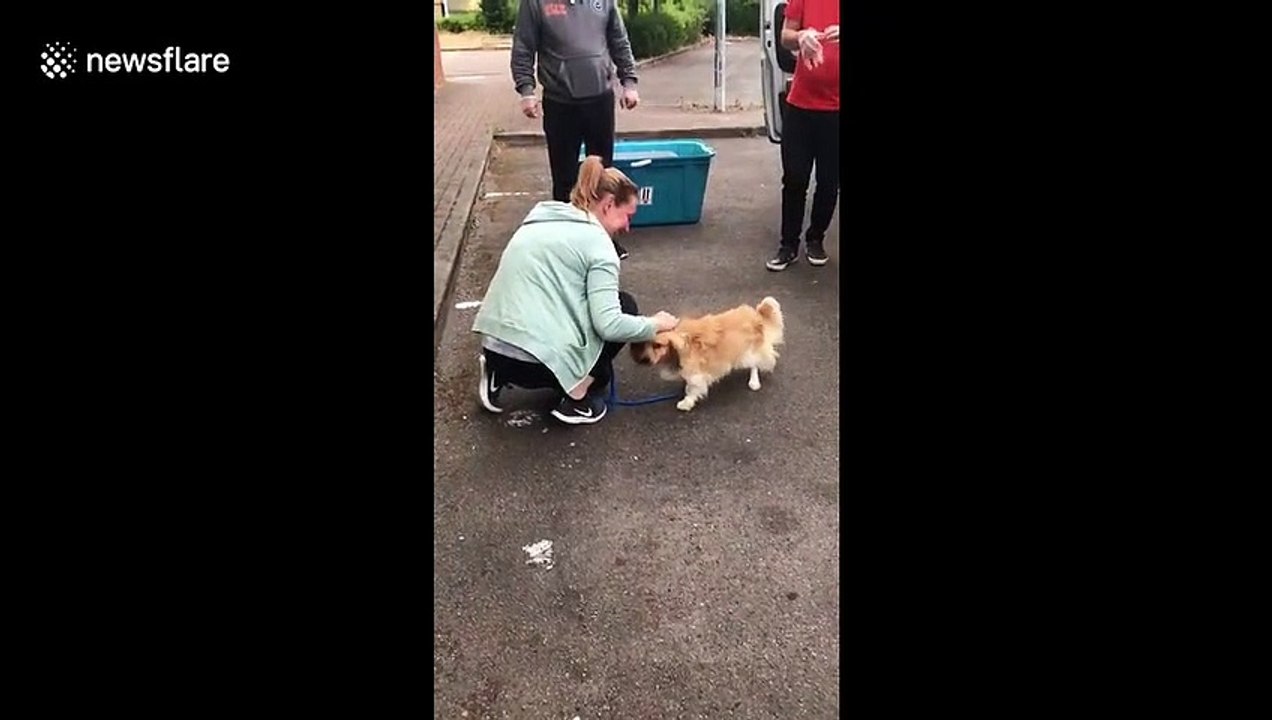 Rescue dogs jumps into adoptive mums lap before going to his forever home