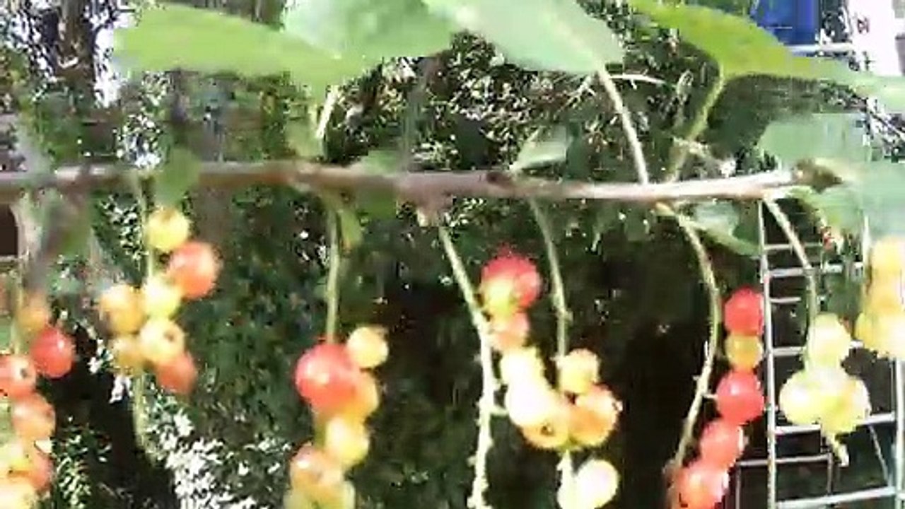Les Fruits du jardin se déconfinent !