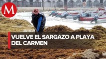 'Cristóbal' arrastra casi 500 toneladas de sargazo a Playa del Carmen