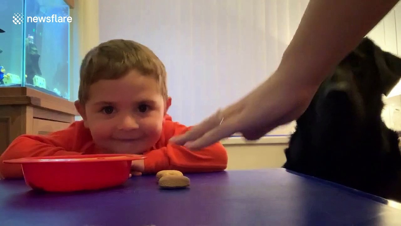 Dog and toddler try to resist treats in the vir...