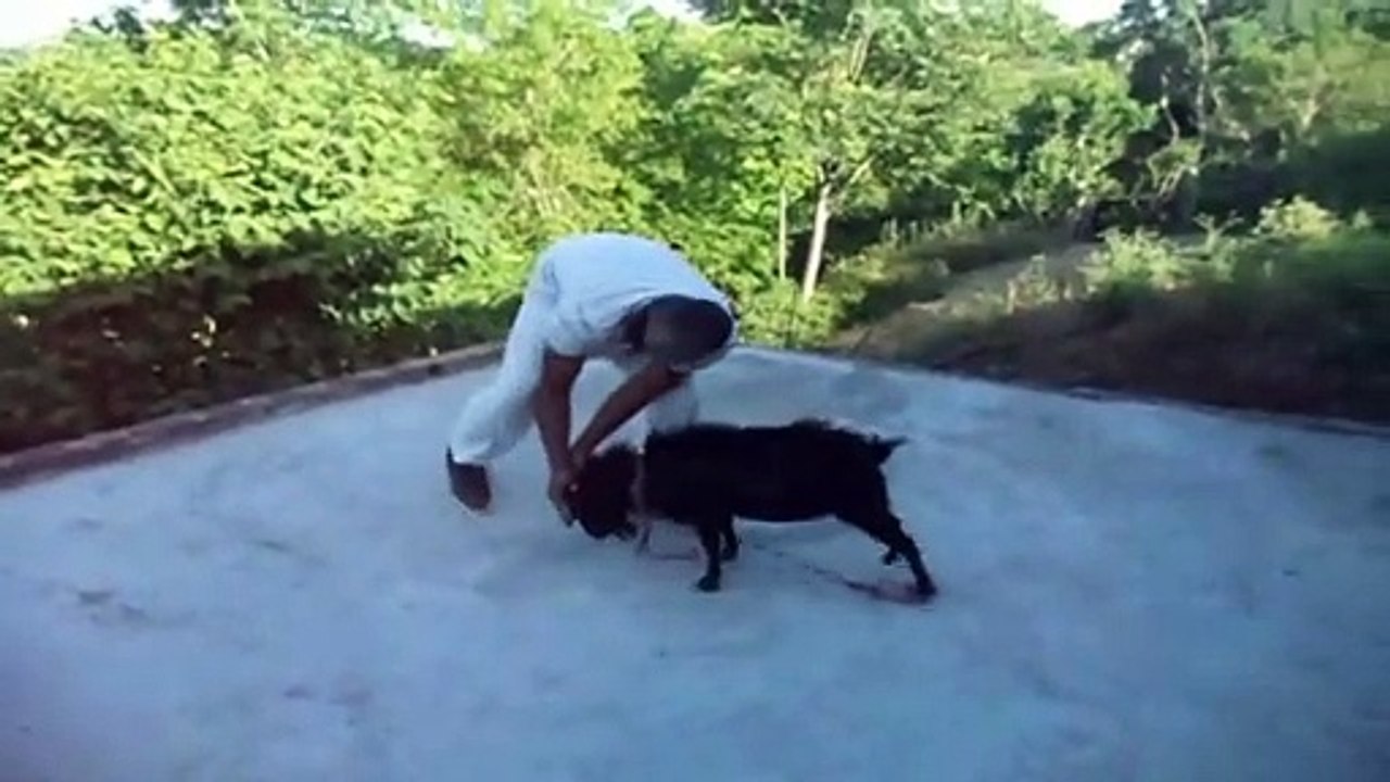 Man and goat fight