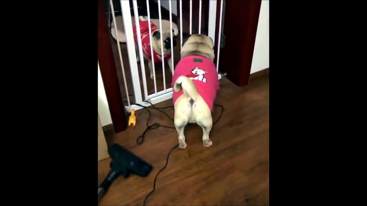 "Beautiful and funny shots with cats and dogs."laughter never ends Compilation #funny animal2020#10