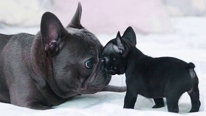 World's Best French Bulldog Videos - Funny and Cute French Bulldog Compilation #16