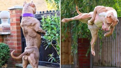 Funny American Bully Videos - Amazing American Bully Compilation 2020 _ Dogs Awesome