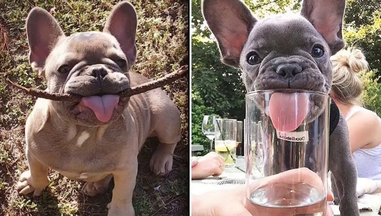 So Cute Dog Puppies - Amazing French Bulldog Videos Compilation 2020 _ Dogs Awesome