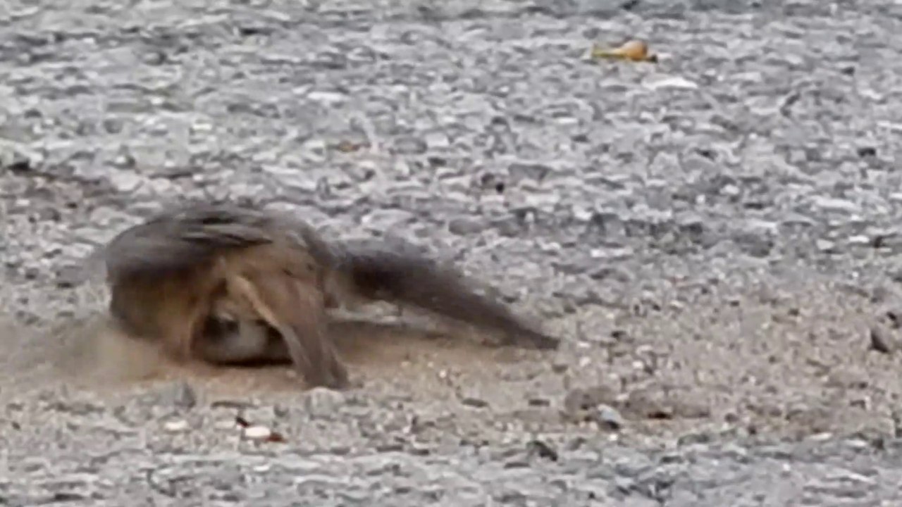 Why Sparrow does Mud Bath