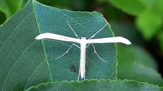 Propellar Plane -Plume Moth