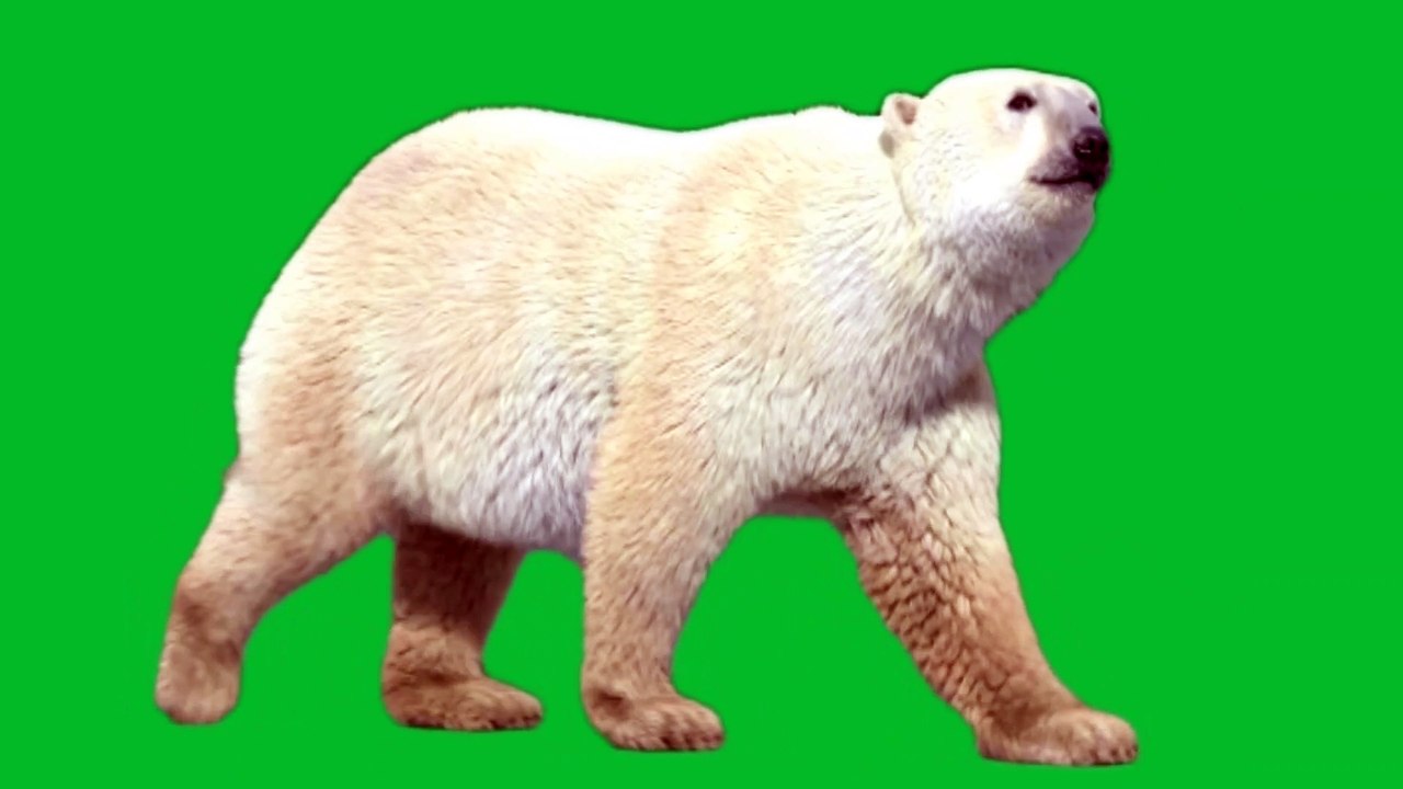 polar bear walk || green screen videos | Green screen background || green screen video || polar bear green screen || green screen polar bear