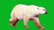 polar bear run || green screen videos polar bear walk || green screen videos | Green screen background || green screen video || polar bear green screen || green screen polar bear