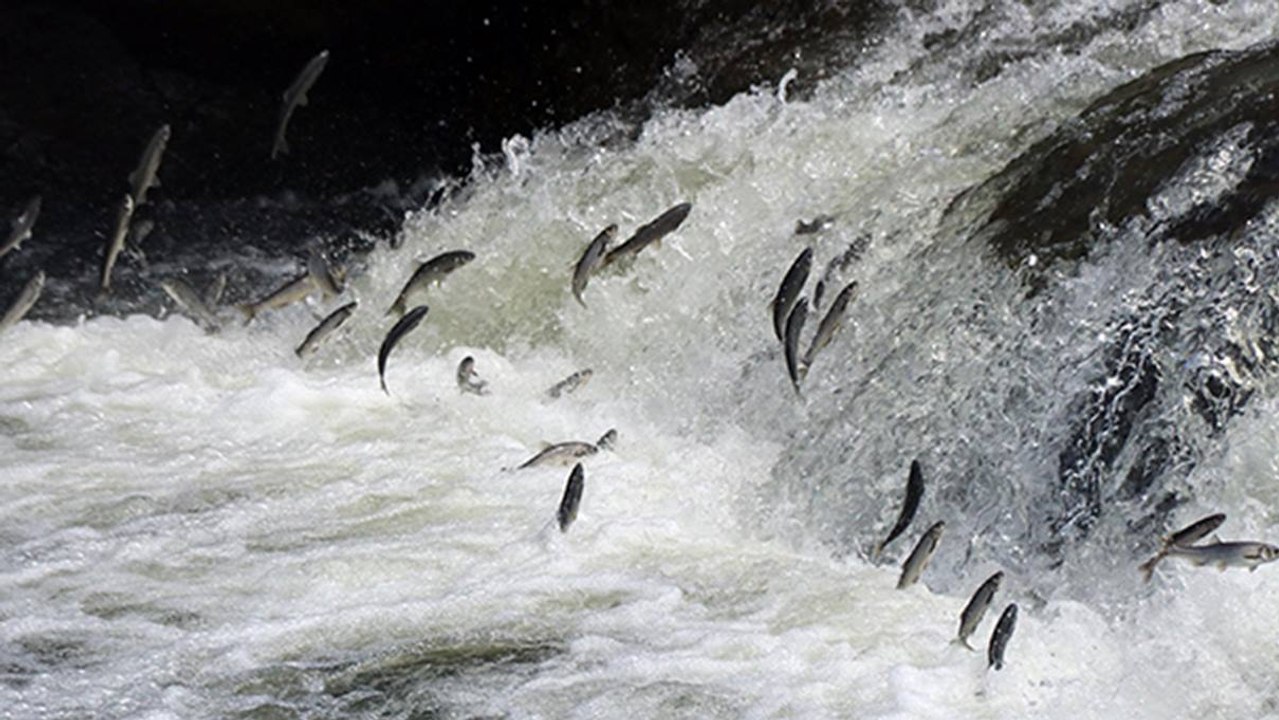 Uçan balıklardan görsel şölen