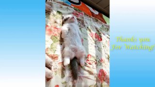 Cute Pets And Funny Animals Compilation #2