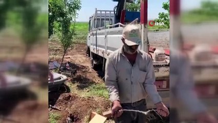 Dut ağacının dalıyla tarlayı suya kavuşturuyor