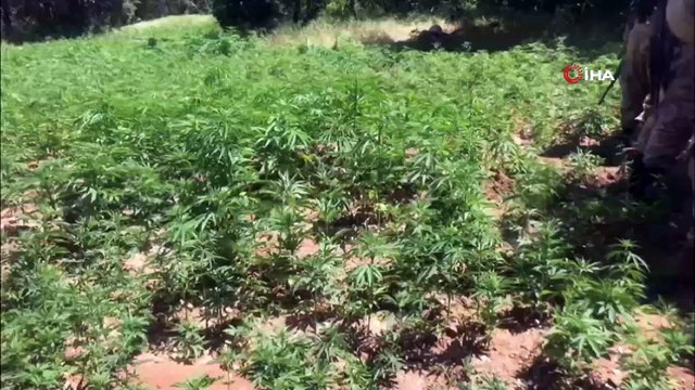 Diyarbakır’da teröristlere büyük darbe: Teröristlere ait mühimmat ile 110 kilo esrar ve 330 bin 603 kök kenevir bitkisi ele geçirildi