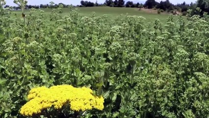 Kekik kenti Denizli'den 60 milyon dolar ihracat hedefi