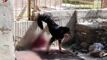 Ayağı demir korkuluğa sıkışan yaralı köpeği itfaiye kurtardı - KONYA