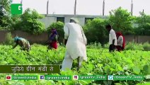 Green Mandi - पाएं फसल का उचित दाम : Rajasthan(राजस्थान) के Kisano  के लिए Green TV की सौगात | New Oppurtunity For Farmers From Rajasthan