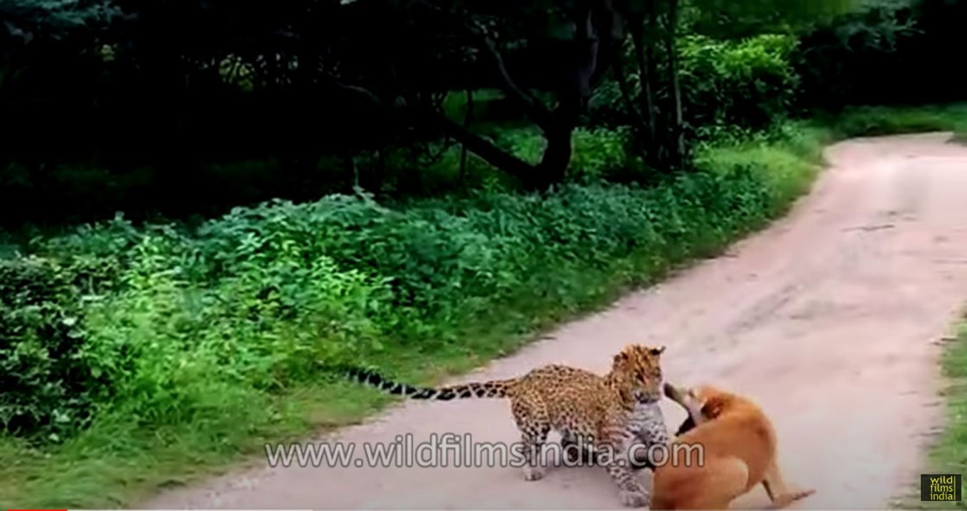 Leopard Vs Dog : scaredy-cat leopard loses!