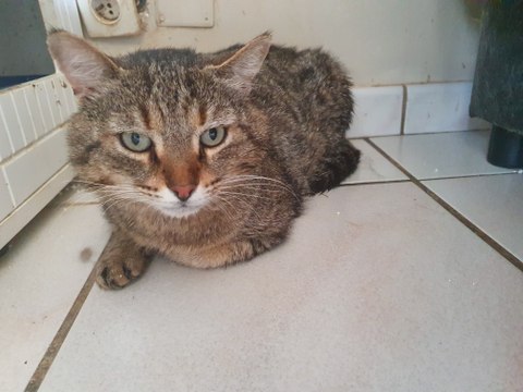 Elle adopte un chat dans un refuge mais le ramène en moins de 24 heures…