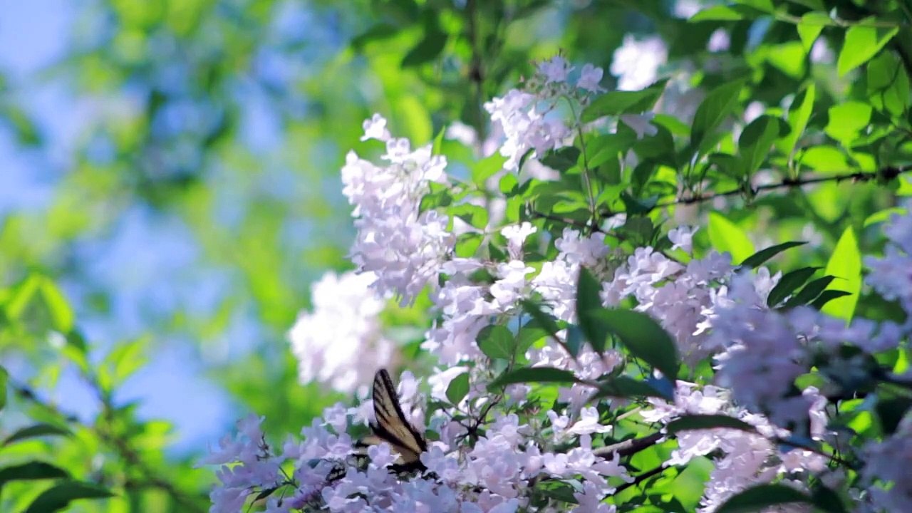 beautiful butterfly