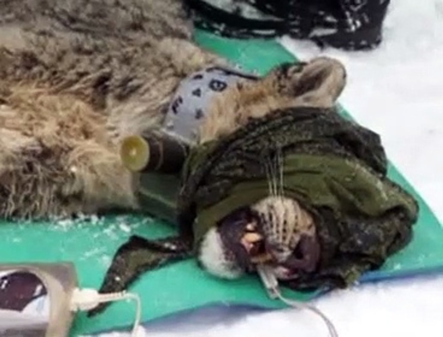⁣SNOW LEOPARD (Irbis) IN RUSSIA  - Endangered Animal