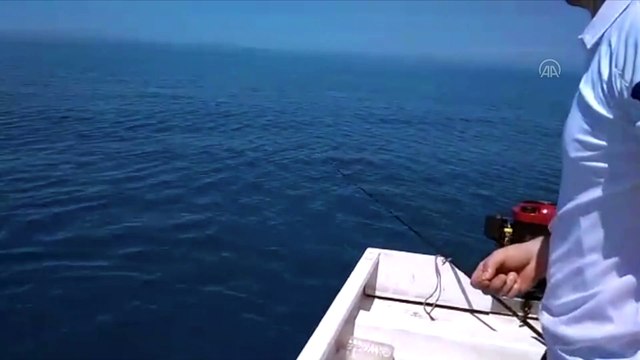 Amatör balıkçıların beslediği yunus renkli görüntüler oluşturdu - GİRESUN