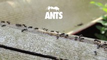 How to Get Rid of Ants in Seconds in Tamil | 10 Effective Ways to Kill Ants