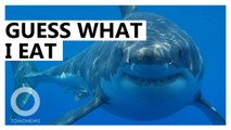 Explainer: What Young Great White Sharks Eat