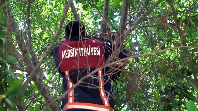 Yuvadan düşen delice doğan yavrusu, operasyonla yuvasına konuldu