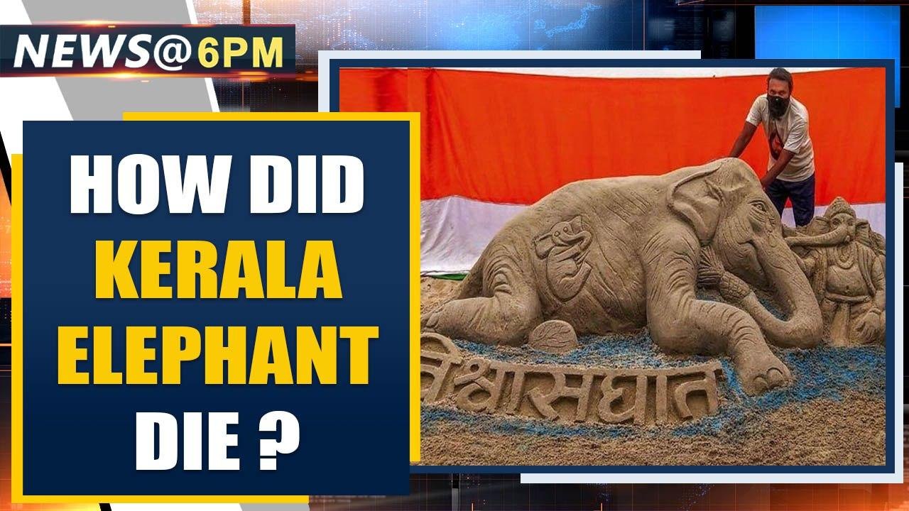 Kerala Elephant death: Environment Ministry says it may have eaten fruit accidentally| Oneindia News