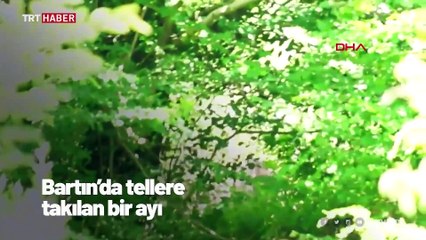 Tellere takılan ayı kurtarma ekibini kovaladı