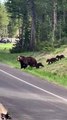 A Grizzly with Four Cubs Cross the Road