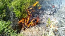 Arpa tarlasında başlayan yangın ağaçlandırma sahasına sıçradı