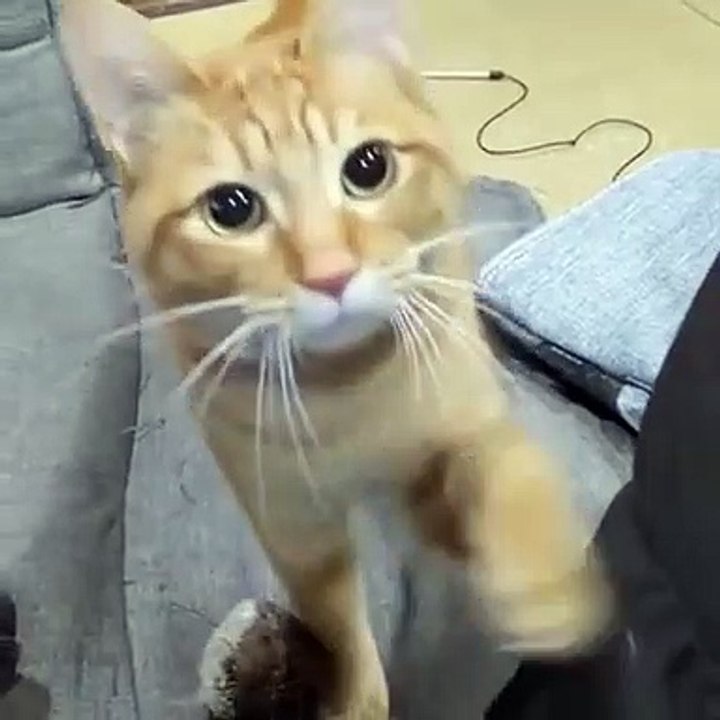 Ce chat fait les yeux doux pour qu’on joue avec lui.