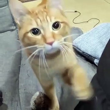 Ce chat fait les yeux doux pour qu’on joue avec lui.