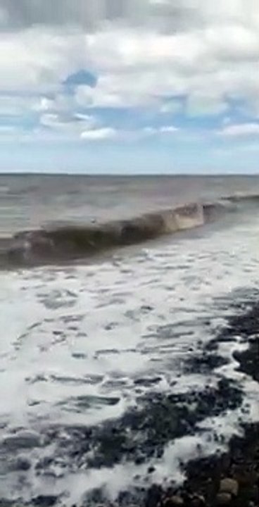 Un lapin surgit de la mer puis court avec vigueur pour aller à la plage.