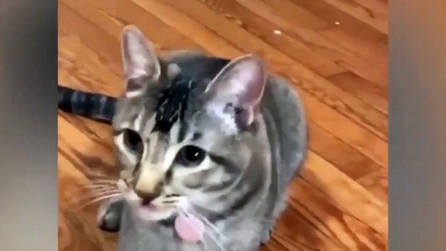 Köpek gibi soluyan kedi, sosyal medyada viral oldu; sebebi ortaya çıktı