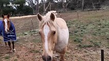 Mischievous pony tricks owner into bringing him carrots