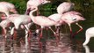 The Pinker a Flamingo Is, The More Aggressive They Are Over Food