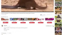 Buffalo crazy ,Save Lizard From ,7 Lion  Most ,Spectacular Big Cat, Attacks Compilation, including Lion