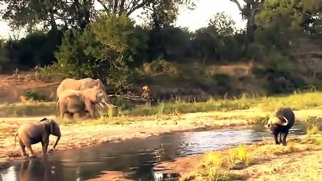 Buffalo save baby, Takes Down ,Biggest Elephant ,Buffalo vs Elephant, - Animal save, another animal