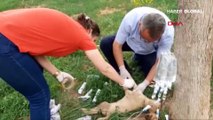 5 yavru köpek ölmek üzereyken bulundu