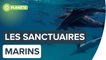 Des sanctuaires marins pour animaux en danger | Futura